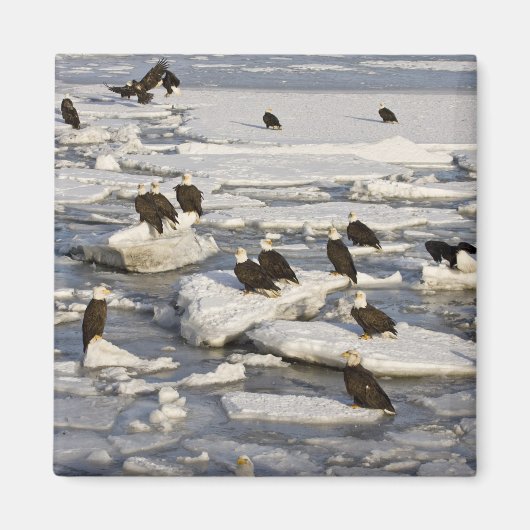 Bald Eagle, Haliäetus leucocephalus, Homer, 2 Magnet (Vorne)