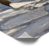 Bald Eagle, Haliäetus leucocephalus, Homer, 2 Poster (Ecke)