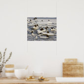 Bald Eagle, Haliäetus leucocephalus, Homer, 2 Poster (Küche)