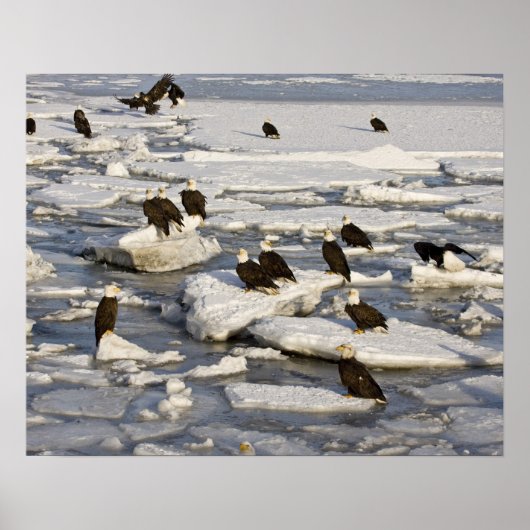 Bald Eagle, Haliäetus leucocephalus, Homer, 2 Poster (Vorne)