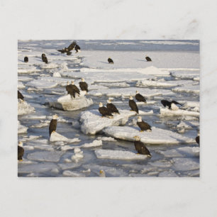 Bald Eagle, Haliäetus leucocephalus, Homer, 2 Postkarte