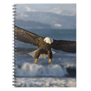 Bald Eagle, Haliäetus leucocephalus, Homer, 3 Notizblock