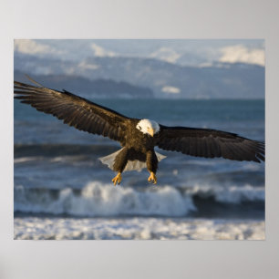 Bald Eagle, Haliäetus leucocephalus, Homer, 3 Poster