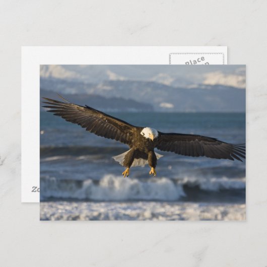Bald Eagle, Haliäetus leucocephalus, Homer, 3 Postkarte (Vorne/Hinten)