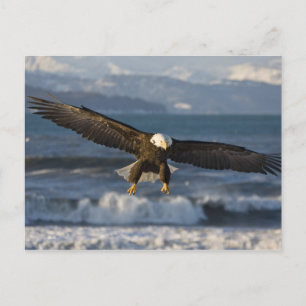 Bald Eagle, Haliäetus leucocephalus, Homer, 3 Postkarte