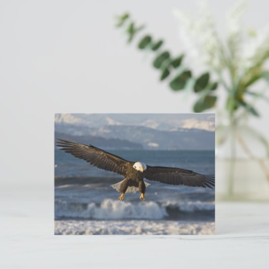 Bald Eagle, Haliäetus leucocephalus, Homer, 3 Postkarte (Stehend Vorderseite)