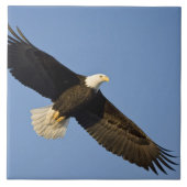 Bald Eagle, Haliäetus leucocephalus, Homer, 4 Fliese (Vorderseite)