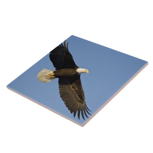 Bald Eagle, Haliäetus leucocephalus, Homer, 4 Fliese (Seite)