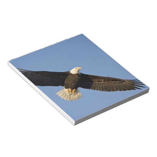 Bald Eagle, Haliäetus leucocephalus, Homer, 4 Notizblock (angewinkelt)