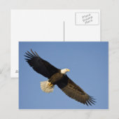 Bald Eagle, Haliäetus leucocephalus, Homer, 4 Postkarte (Vorne/Hinten)