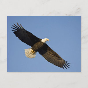 Bald Eagle, Haliäetus leucocephalus, Homer, 4 Postkarte