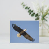 Bald Eagle, Haliäetus leucocephalus, Homer, 4 Postkarte (Stehend Vorderseite)