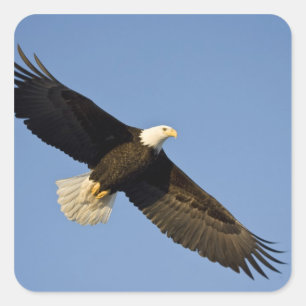 Bald Eagle, Haliäetus leucocephalus, Homer, 4 Quadratischer Aufkleber