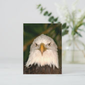 Bald Eagle Head über Fotodesign Postkarte (Stehend Vorderseite)
