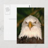 Bald Eagle Head über Fotodesign Postkarte (Vorne/Hinten)