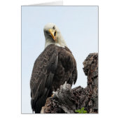 Bald Eagle Hello (Vorne)