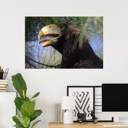 Bald Eagle Hiding Poster (Heimbüro)