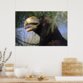 Bald Eagle Hiding Poster (Küche)
