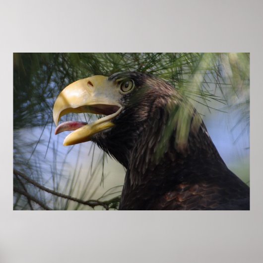 Bald Eagle Hiding Poster (Vorne)