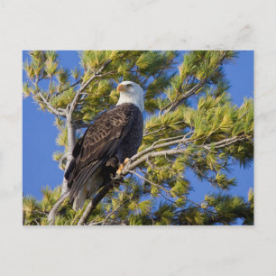 Bald Eagle II Postkarte