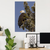 Bald Eagle im Pine Yellowstone Nationalpark Poster (Heimbüro)