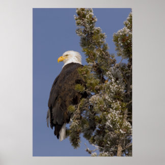 Bald Eagle im Pine Yellowstone Nationalpark Poster