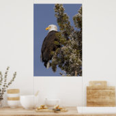 Bald Eagle im Pine Yellowstone Nationalpark Poster (Küche)