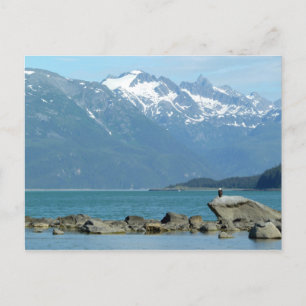 Bald Eagle im Skagway Alaska Postkarte
