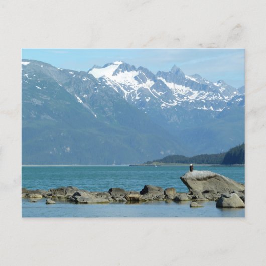 Bald Eagle im Skagway Alaska Postkarte (Vorderseite)