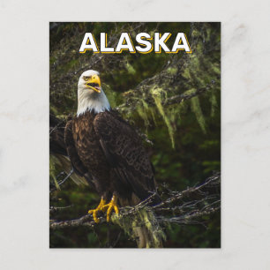 Bald Eagle in Alaska Postkarte