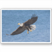 Bald eagle in flight aufkleber (Vorderseite)