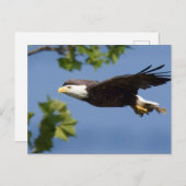 Bald Eagle in Flight Blue Sky Postkarte (Vorne/Hinten)