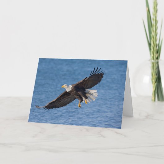 Bald eagle in flight karte (Vorderseite)