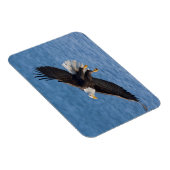 Bald eagle in flight magnet (Rechte Seite)