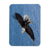 Bald eagle in flight magnet (Vertikal)