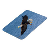 Bald eagle in flight magnet (Linke Seite)