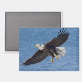 Bald eagle in flight magnet (Vorderseite/Rückseite)