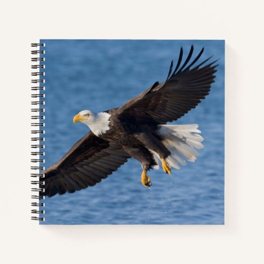 Bald eagle in flight notizblock (Vorderseite)