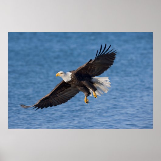 Bald eagle in flight poster (Vorne)