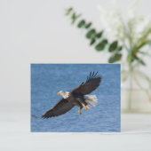 Bald eagle in flight postkarte (Stehend Vorderseite)