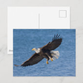 Bald eagle in flight postkarte (Vorne/Hinten)