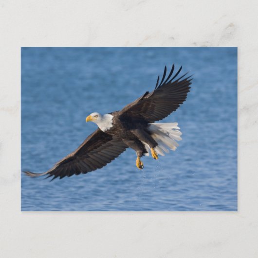 Bald eagle in flight postkarte (Vorderseite)