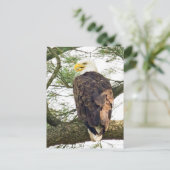 Bald Eagle in Pine Tree Postkarte (Stehend Vorderseite)