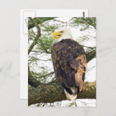 Bald Eagle in Pine Tree Postkarte (Vorne/Hinten)