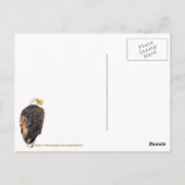 Bald Eagle in Pine Tree Postkarte (Rückseite)