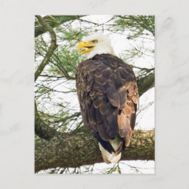 Bald Eagle in Pine Tree Postkarte