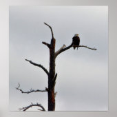 Bald Eagle in Tree Poster (Vorne)