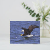 Bald Eagle IV Postkarte (Stehend Vorderseite)