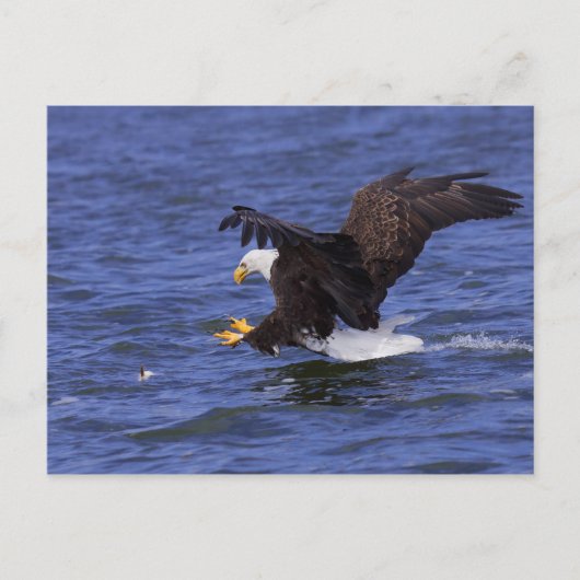 Bald Eagle IV Postkarte (Vorderseite)