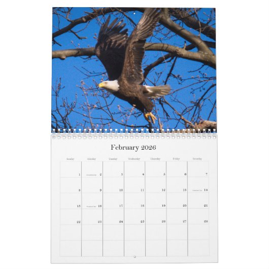 Bald Eagle Kalender (Feb 2026)